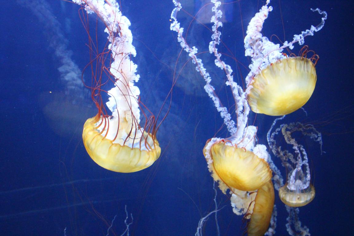 Bild "USA 2016:Aquarium_1.JPG"