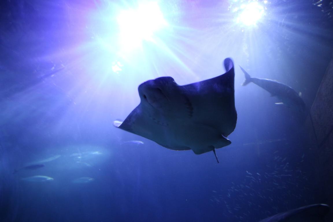 Bild "USA 2016:Aquarium_2.JPG"