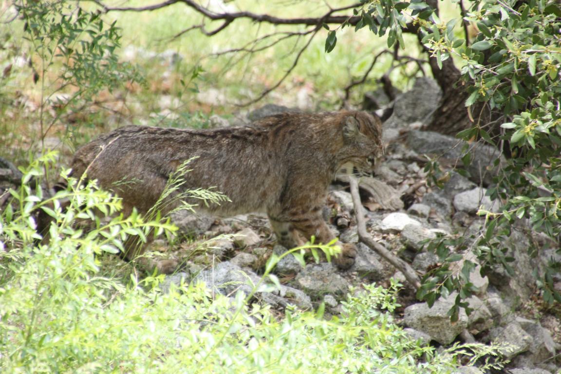 Bild "USA 2016:Bobcat.JPG"