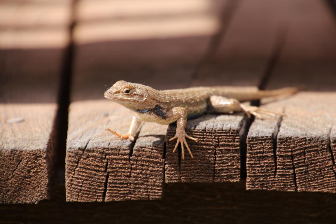 Bild "USA 2016:Grafton_Bewohner.JPG"