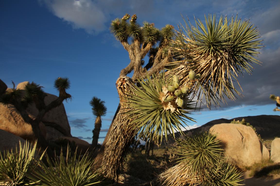 Bild "USA 2016:IMG_2954.JPG"